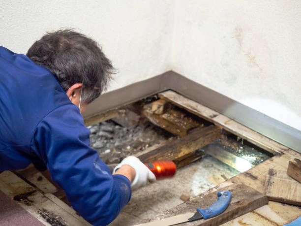 Certified Mold Removal in Stromsburg, NE