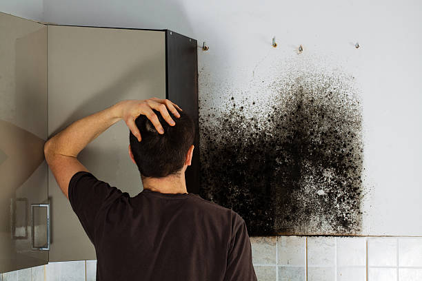 Attic Mold Removal in Stromsburg, NE